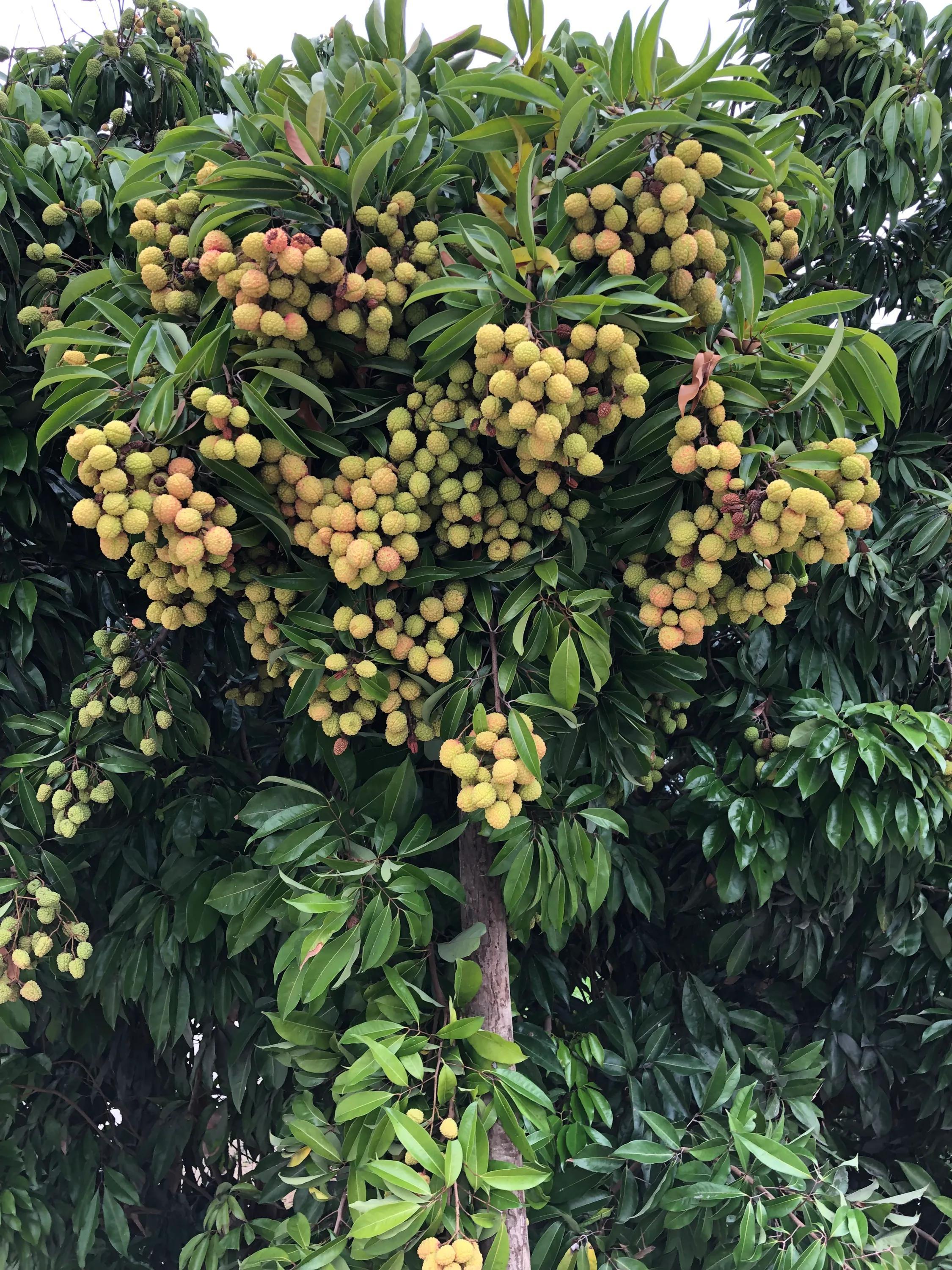 荔枝的成熟季節(jié)與上市月份，回溯荔枝的地位及成熟季節(jié)探討