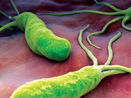 幽門螺旋桿菌新療法,幽門螺旋桿菌新療法論述