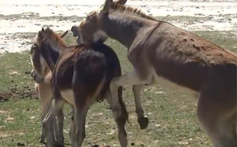 驢交配最新視頻，揭秘動物世界的神秘交配時刻