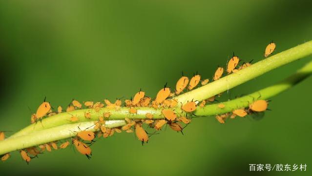 蚜蟲防治新方法，最新防治策略揭秘