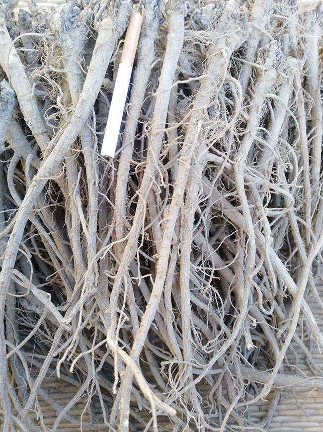 柴胡最新價格動態(tài)與心靈之旅，探尋自然美景與內(nèi)心寧靜的交融